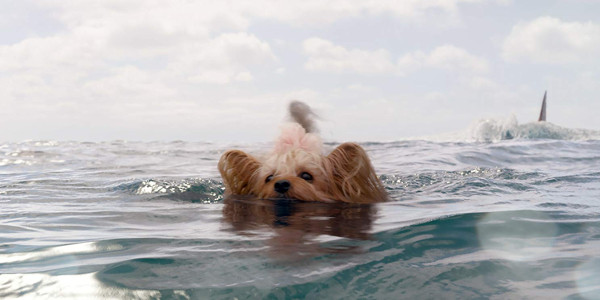 Dog in The Meg
